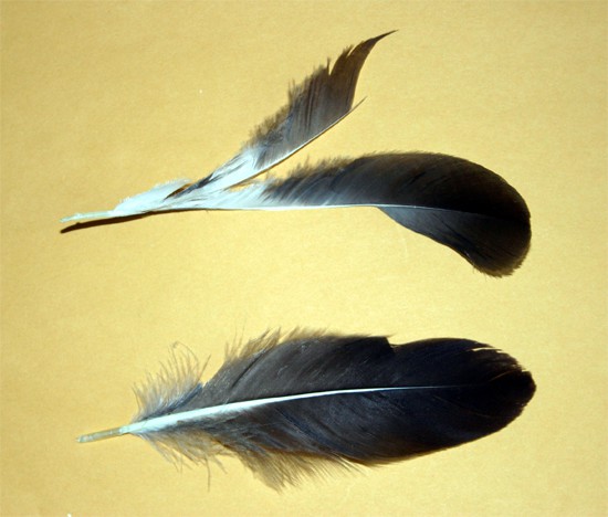 2009-1_ludtoll