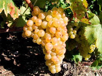 Fehér chasselas