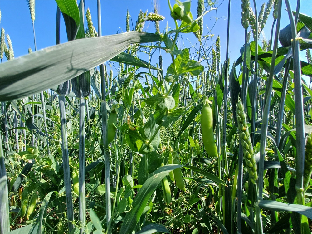 Búza-borsó közbevetés a szerbiai Rimski Šančeviben (Rada Šućur fotója, 2025) (Forrás: https://wikifarmer.com/library/en/article/wheat-pea-intercropping-a-sustainable-approach-to-resource-efficiency-and-crop-productivity)