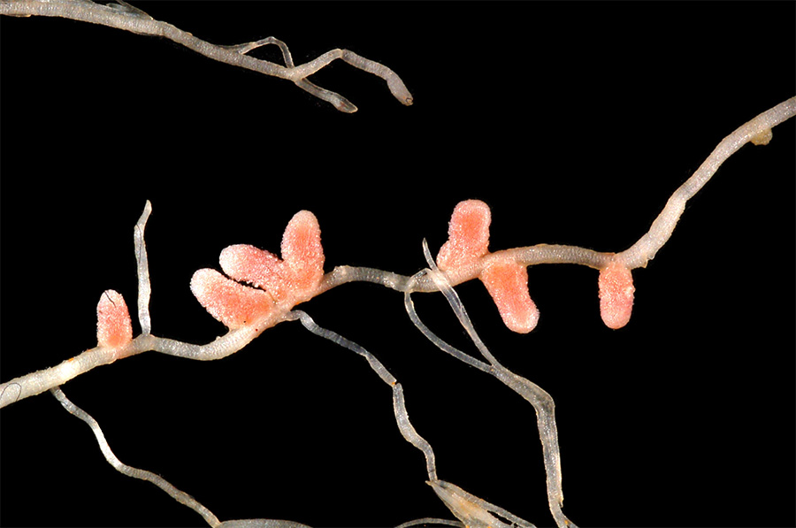 A Medicago italica gyökerein növekvő nem determinált gümők (Forrás: https://en.wikipedia.org/wiki/Root_nodule#/media/File:Medicago_italica_root_nodules_2.JPG)
